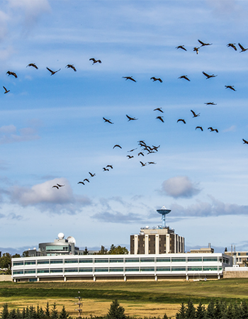 Butrovich building with geese flying above.